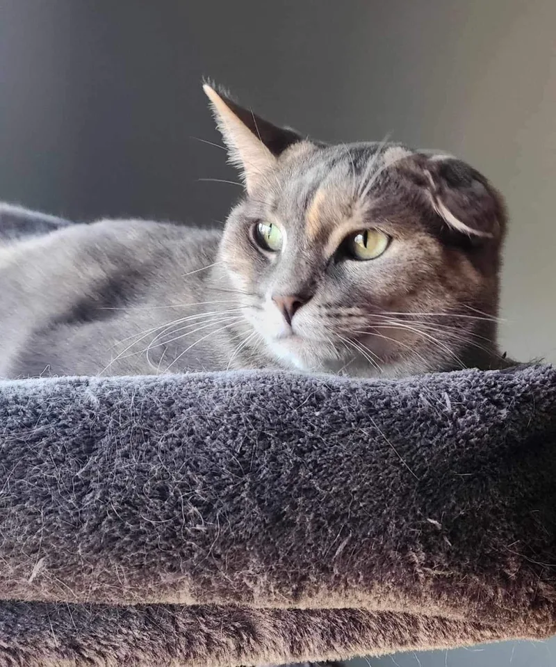 Frosting thumbnail 2