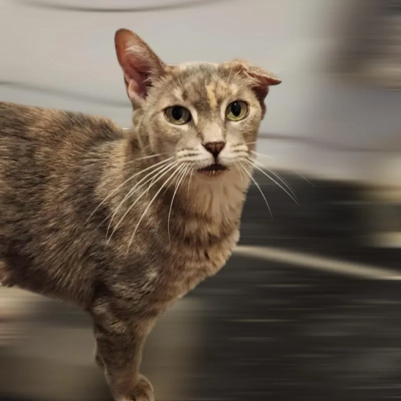 Frosting thumbnail 3