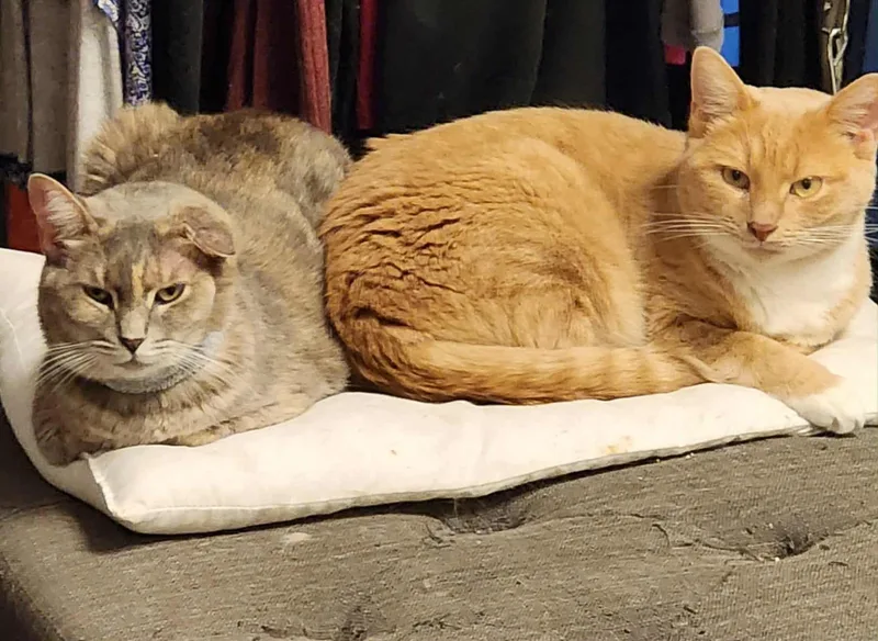 Frosting thumbnail 4