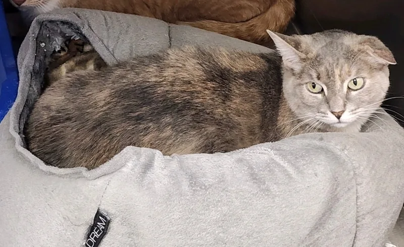 Frosting thumbnail 6