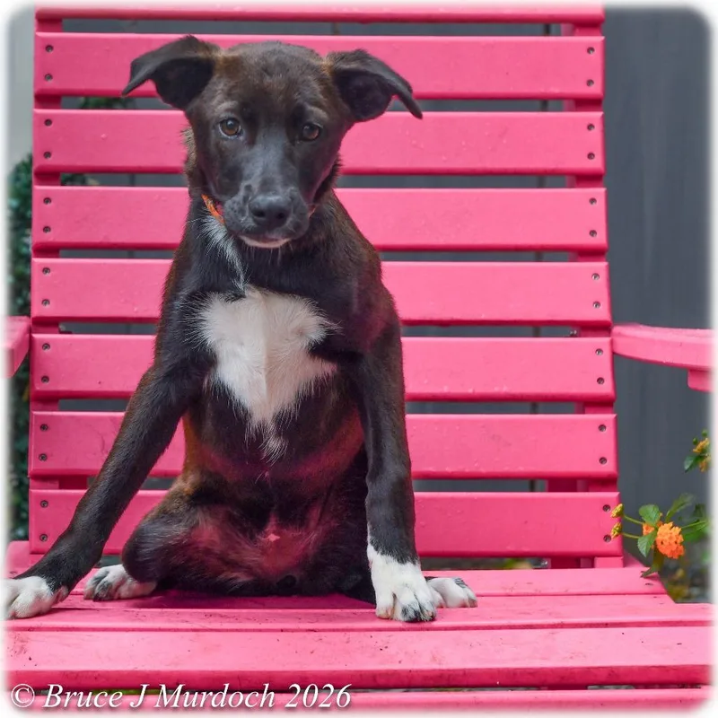 A baby small-sized female Black Labrador Retriever dog named Challah for adoption in Wake Forest, NC