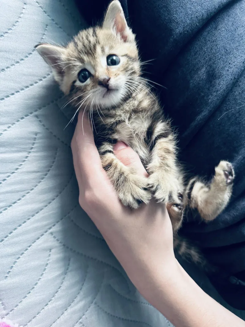 A young medium-sized male Tabby cat named Peluchin for adoption in Frisco, TX
