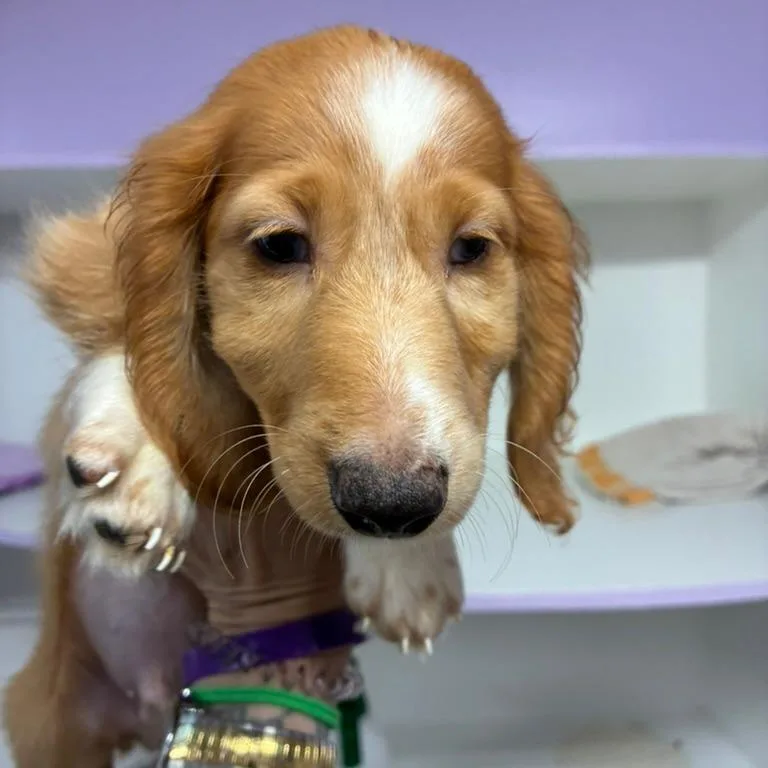 A baby small-sized male Dachshund dog named Zach for adoption in Northbrook, IL