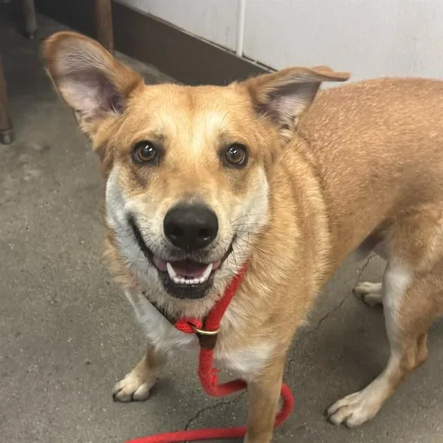 A young large-sized male Labrador Retriever dog named Bear for adoption in Tucson, AZ