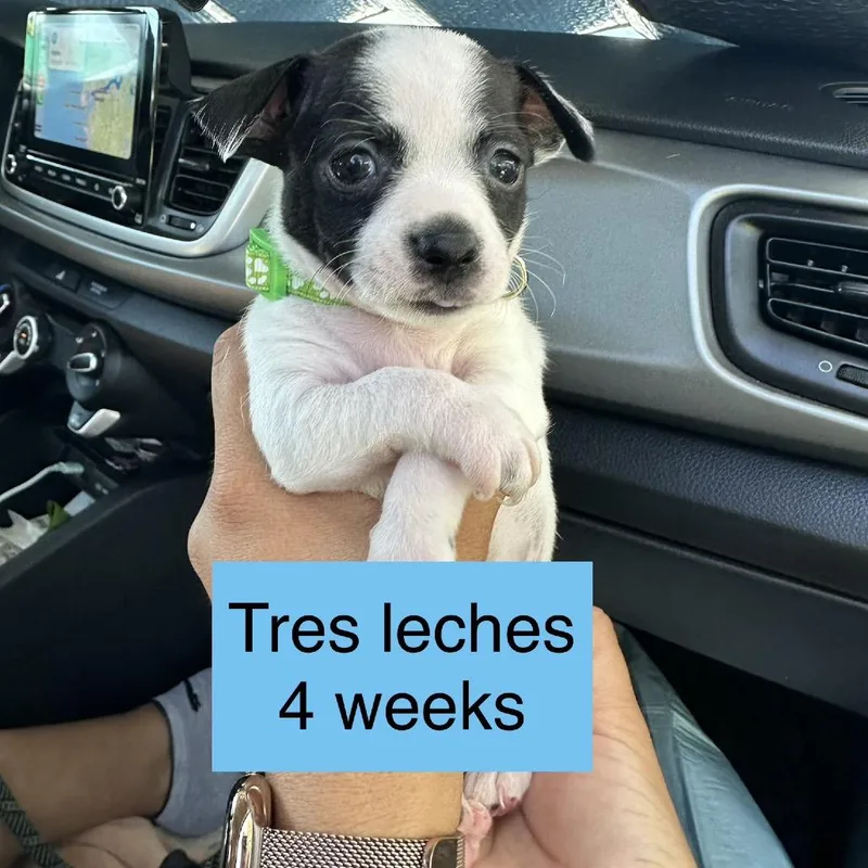 Tres Leches thumbnail 2