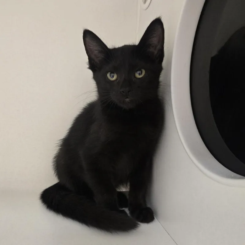 A baby small-sized female Black Domestic Short Hair cat named Spruce for adoption in Champaign, IL