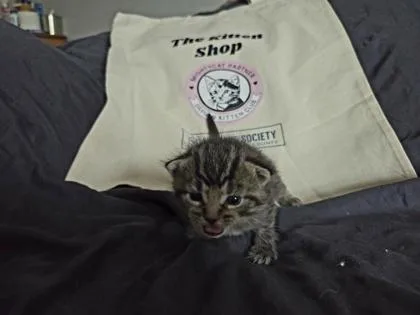 A baby small-sized female Domestic Short Hair cat named Martha for adoption in Fishers, IN