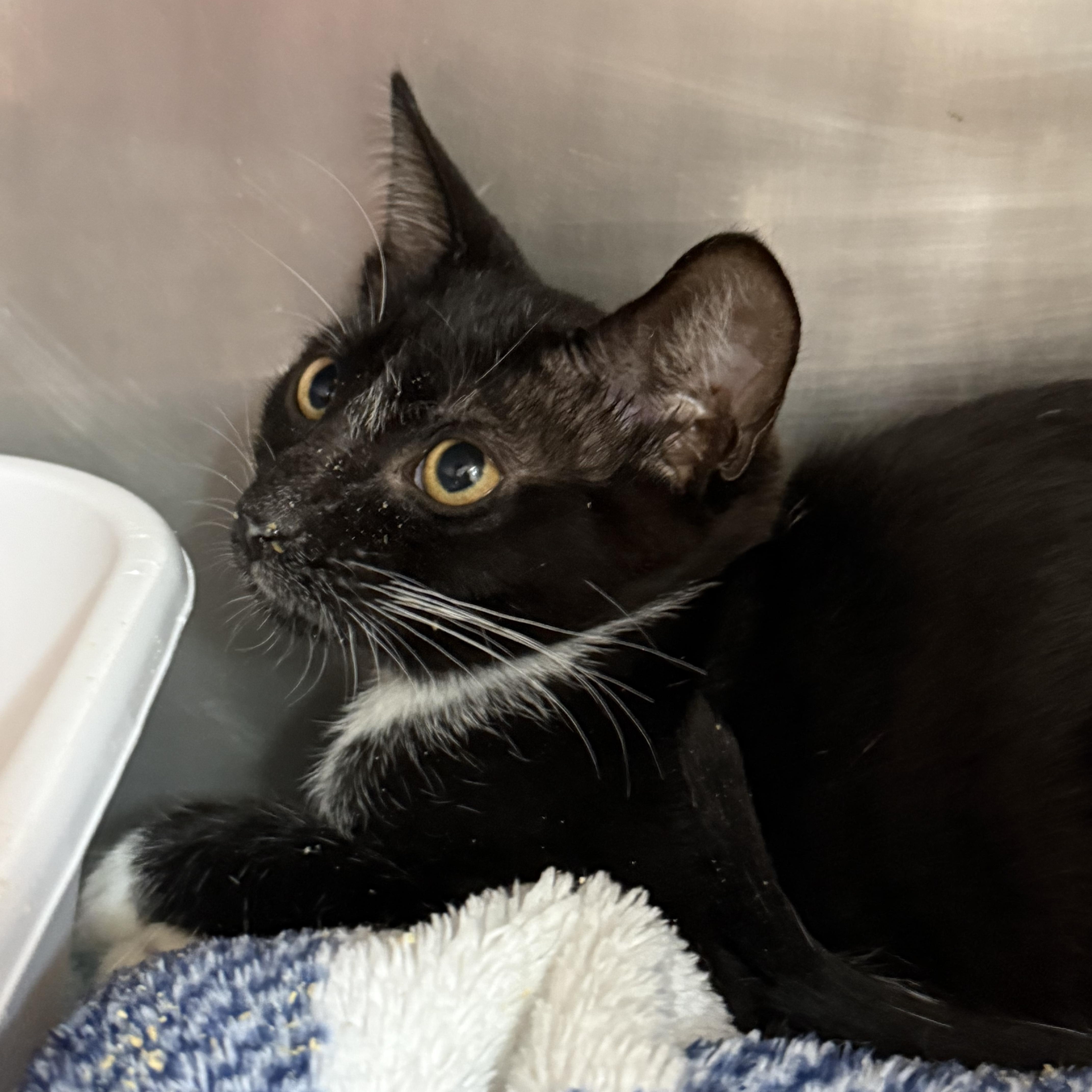 A baby medium-sized male Black & White / Tuxedo Domestic Short Hair cat named Risotto for adoption in Lauderhill, FL