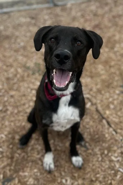 A young medium-sized male Black Labrador Retriever dog named Kiwi for adoption in Fruit Heights, UT
