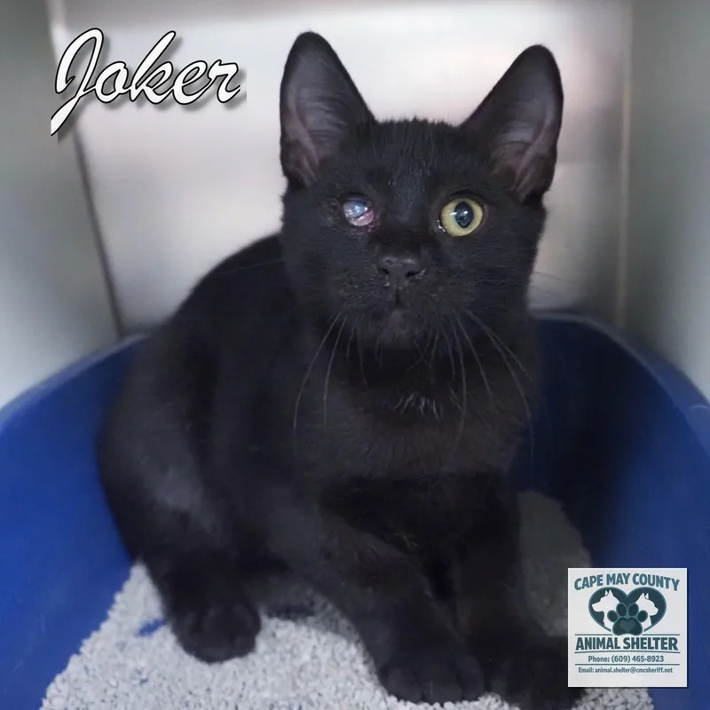 A baby medium-sized male Black Domestic Short Hair cat named Joker for adoption in Cape May Court House, NJ