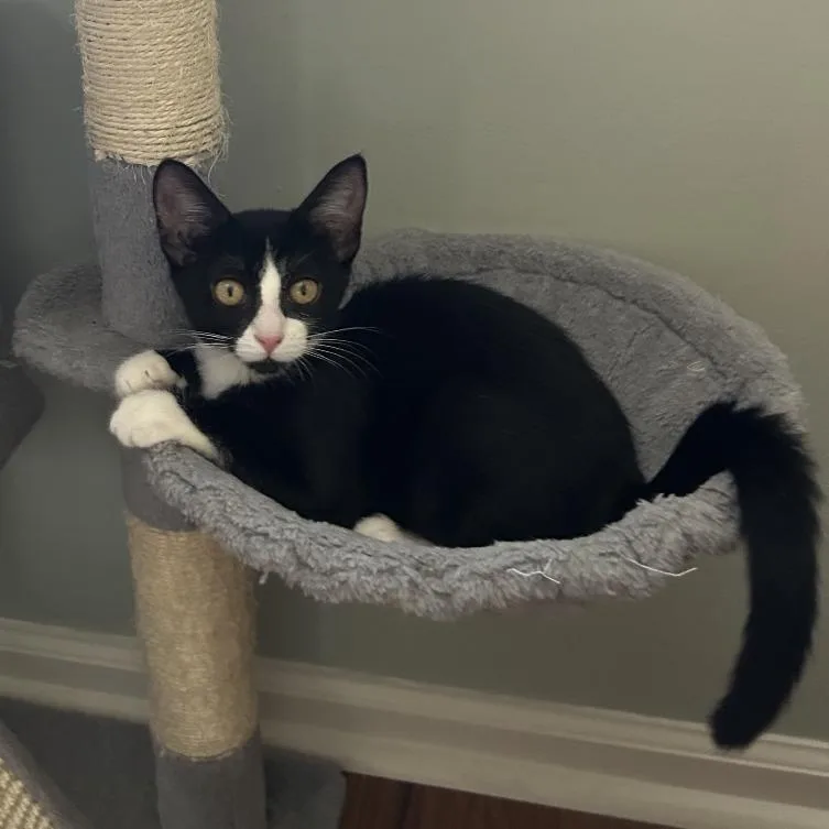 A baby small-sized female Black Domestic Short Hair cat named Milkshake for adoption in Franklin, TN