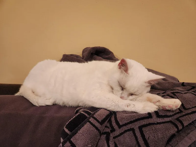 Ms. Blanche thumbnail 2