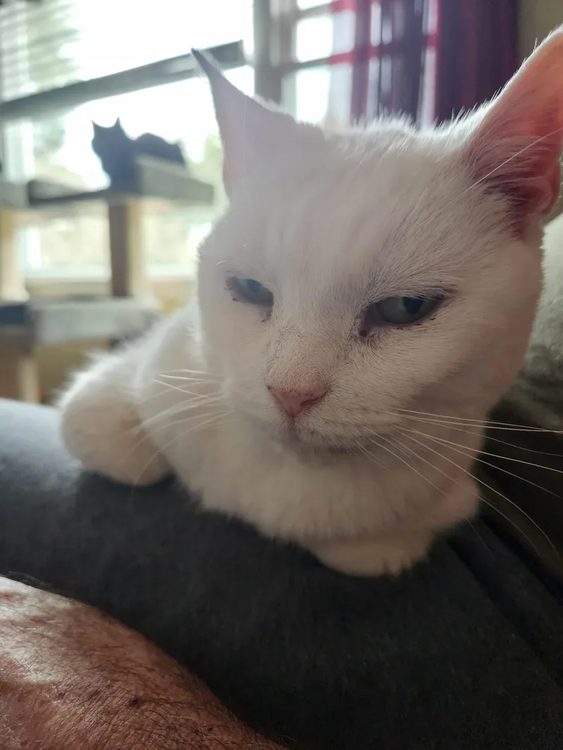 Ms. Blanche thumbnail 3