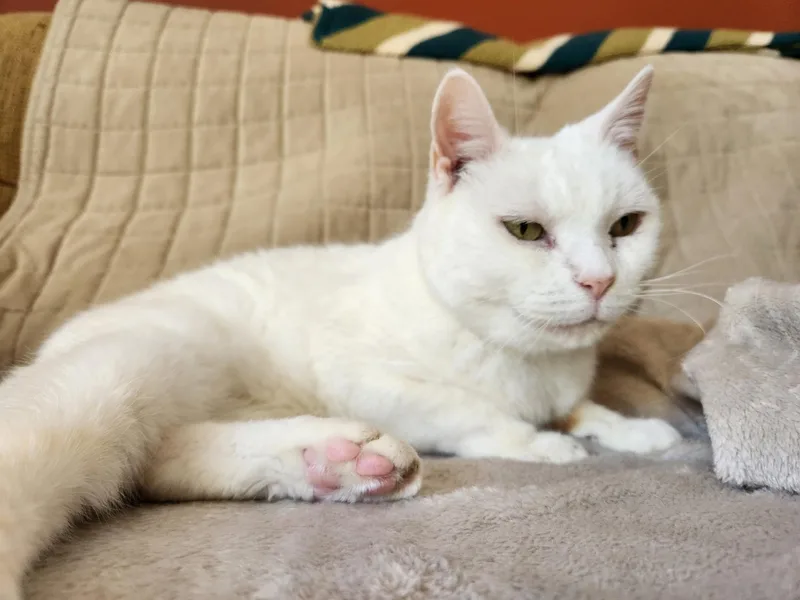 Ms. Blanche thumbnail 4