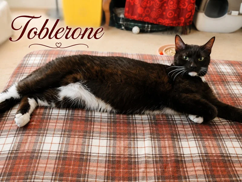 Toblerone — Your Favorite thumbnail 5