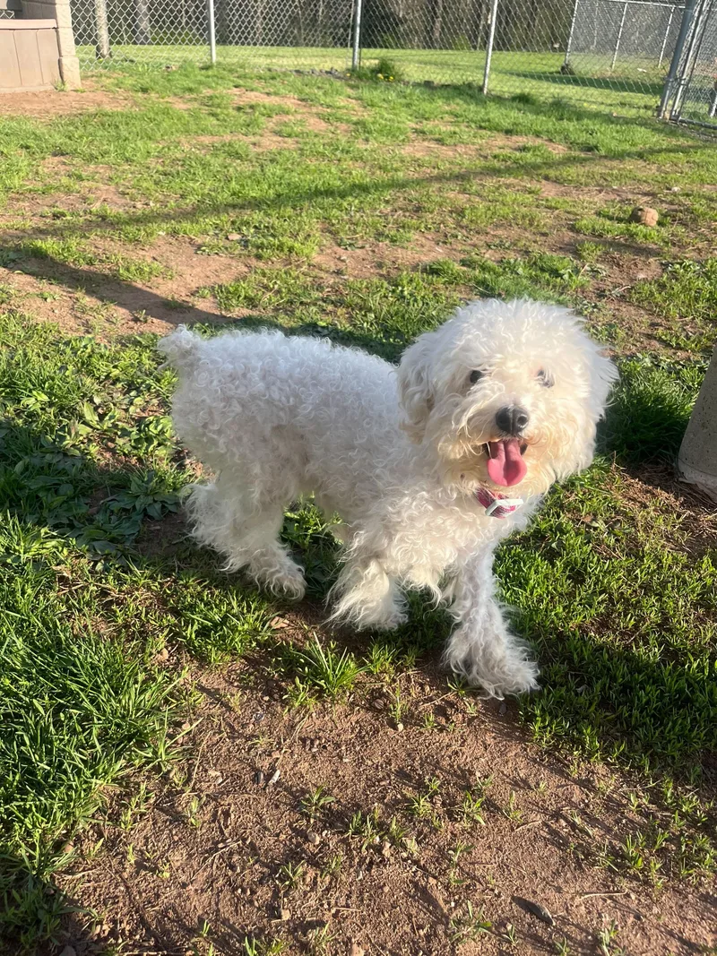 An adult small-sized female White / Cream Miniature Poodle dog named Candy for adoption in North Haven, CT