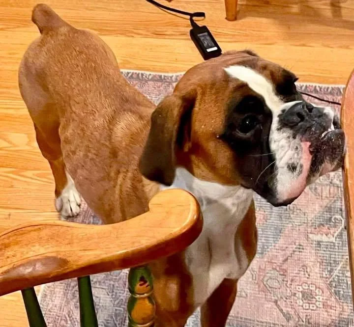 A young medium-sized female Boxer dog named Ilka for adoption in Monticello, NY
