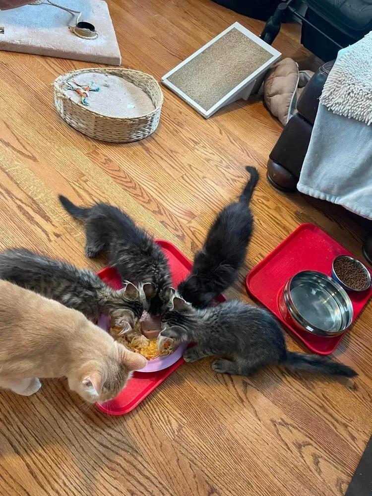 A baby small-sized male Brown / Chocolate Maine Coon cat named Possum for adoption in Chicago, IL