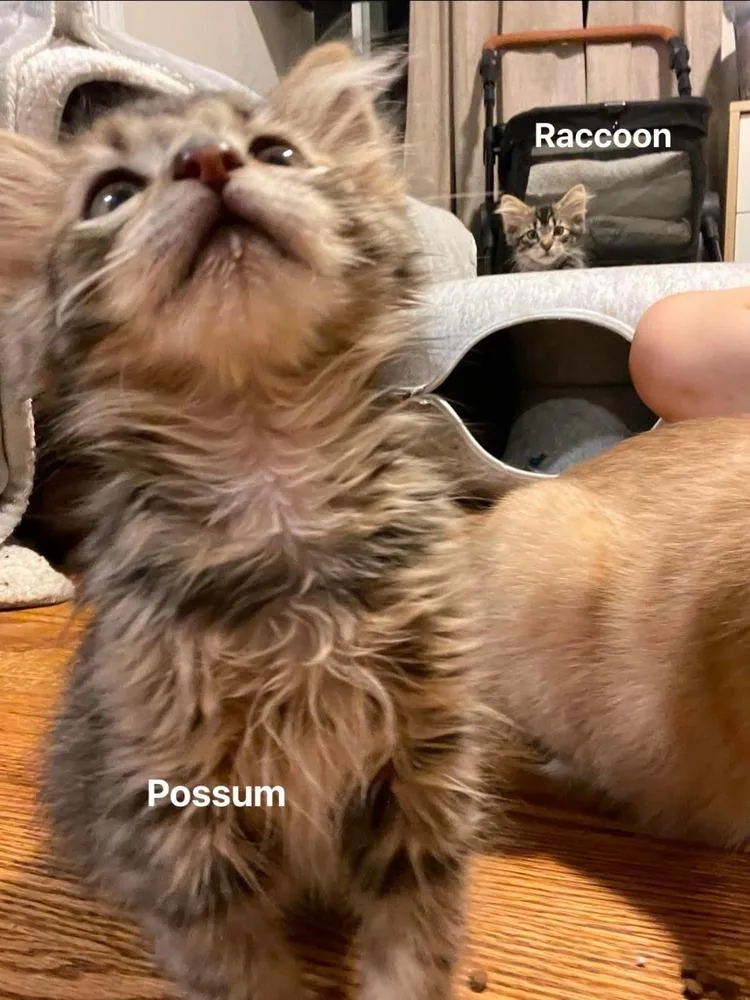 Possum thumbnail 3