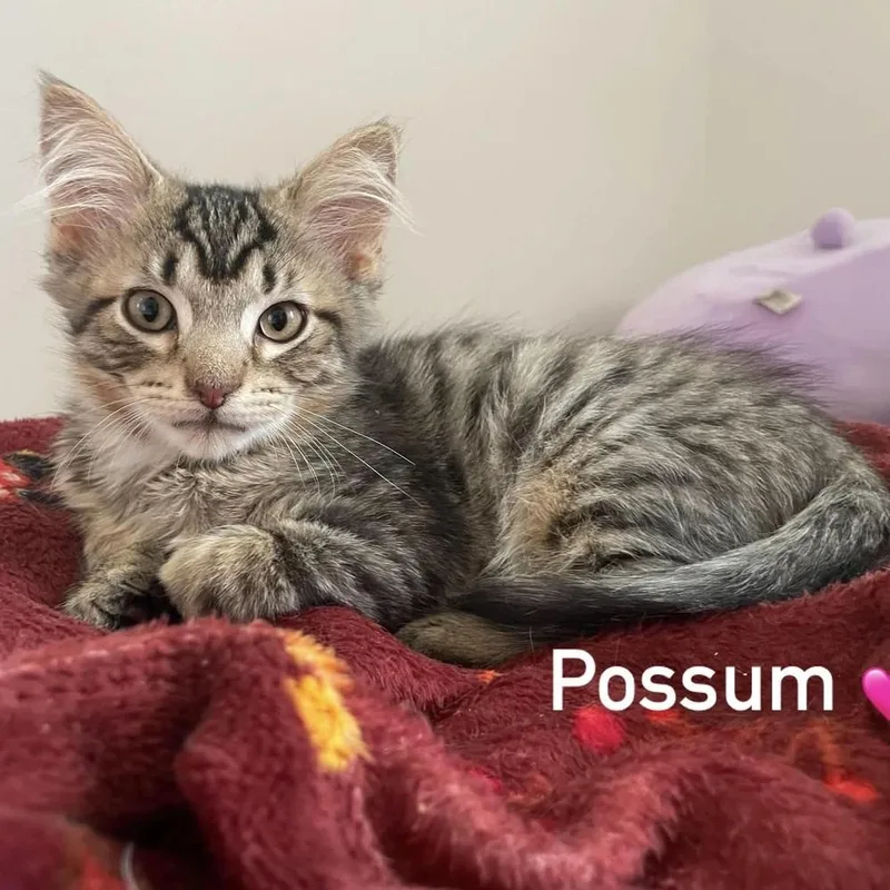 Possum thumbnail 4