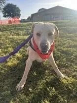 An adult medium-sized male Apricot / Beige Labrador Retriever dog named Palomo for adoption in Denton, TX