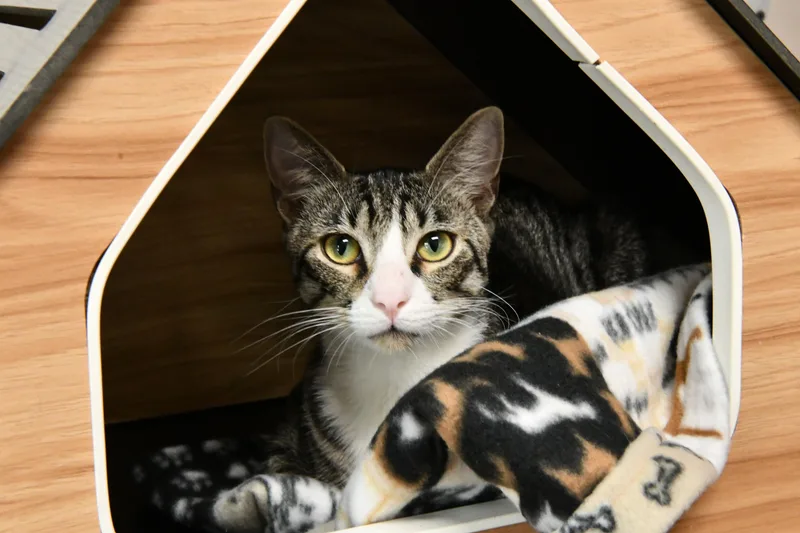 A young medium-sized male Tabby (Brown / Chocolate) Domestic Short Hair cat named Stack for adoption in Fairhope, AL