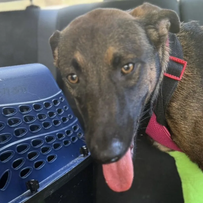 Astrid "truly Yours." thumbnail 3