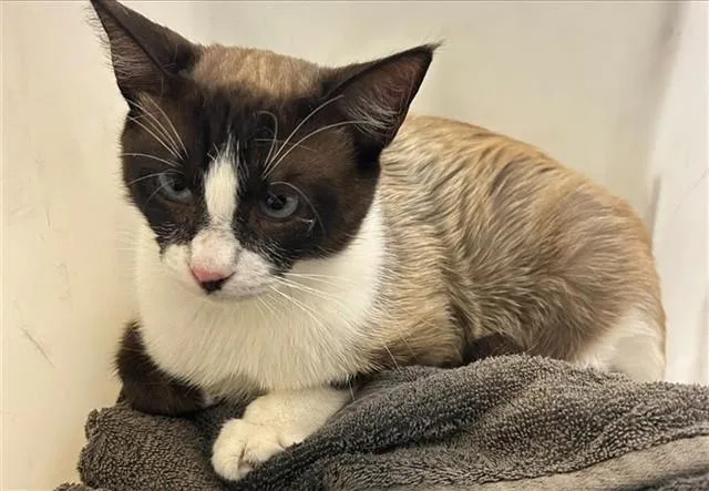 A young small-sized female Domestic Short Hair cat named Lydia for adoption in Sacramento, CA