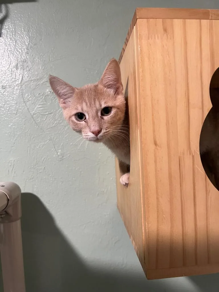 A baby small-sized male Domestic Short Hair cat named Jam for adoption in Labelle, FL