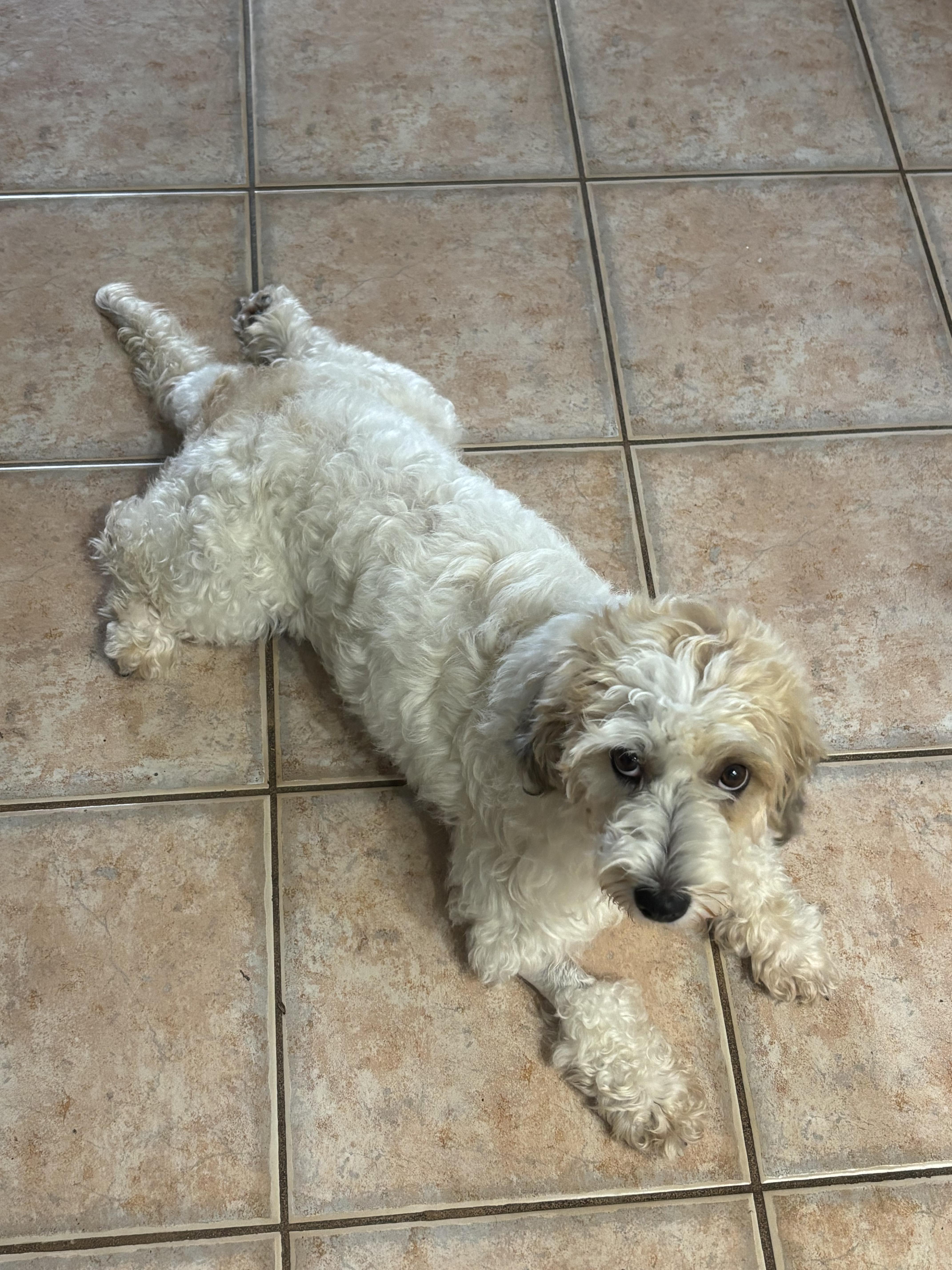 A young small-sized female Shih Tzu dog named Marnie for adoption in Los Angeles, CA