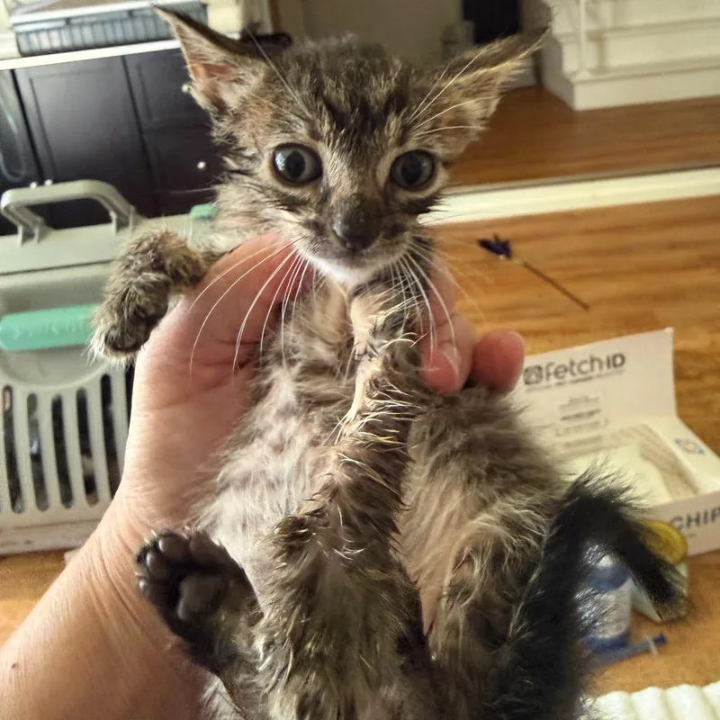 A baby small-sized male Brown / Chocolate Domestic Short Hair cat named Boots for adoption in Tustin, CA