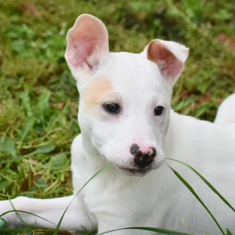 A baby medium-sized male White / Cream Mixed Breed dog named Flick for adoption in Mebane, NC