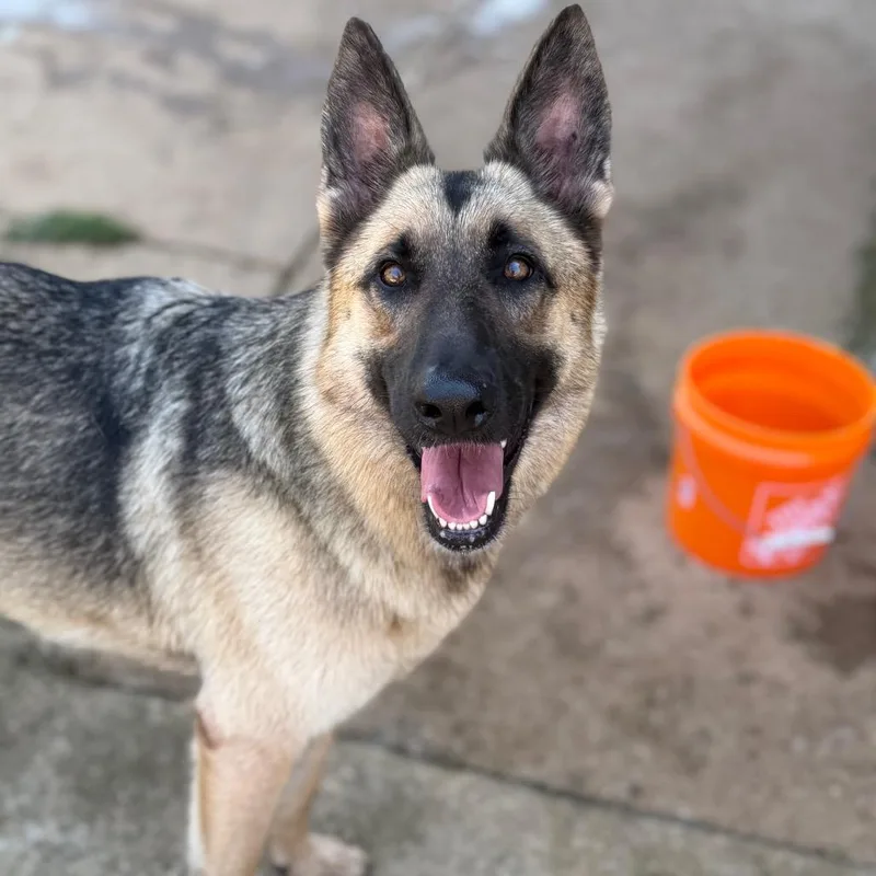 An adult large-sized female Yellow / Tan / Blond / Fawn German Shepherd Dog dog named Claire Bennett for adoption in Brownsboro, AL