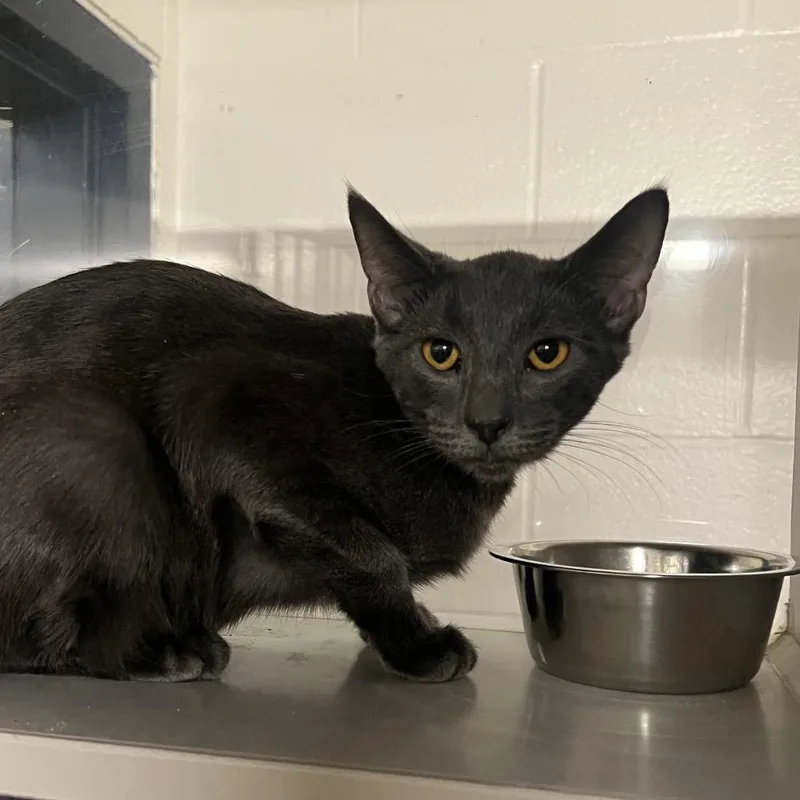 A young medium-sized male Gray / Blue / Silver Domestic Short Hair cat named Dusty for adoption in Fairport, NY
