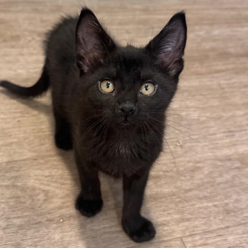 A baby small-sized male Black Domestic Short Hair cat named Rattlesnake Bite for adoption in Newark, DE