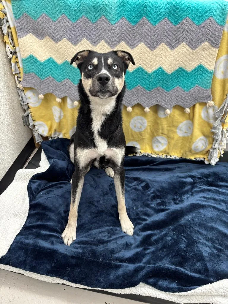 An adult medium-sized female Husky dog named Lada for adoption in Findlay, OH