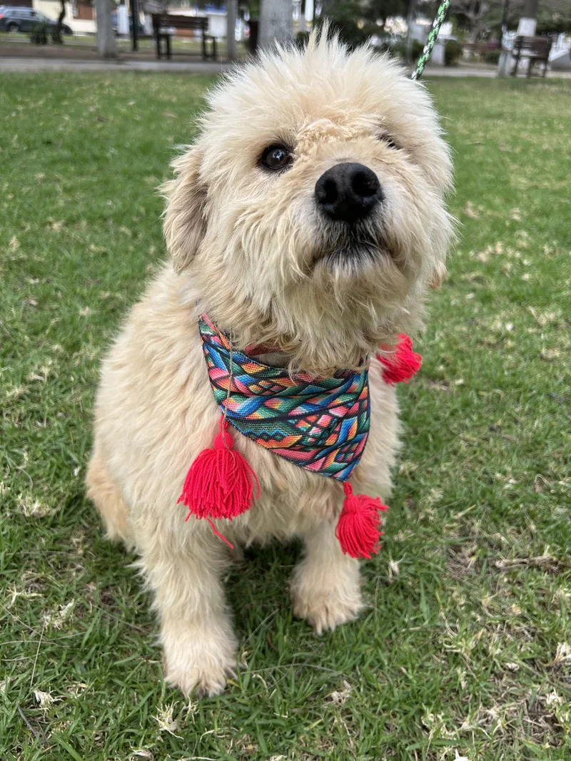 A young small-sized male Yellow / Tan / Blond / Fawn Wheaten Terrier dog named Oreo for adoption in Bell Gardens, CA