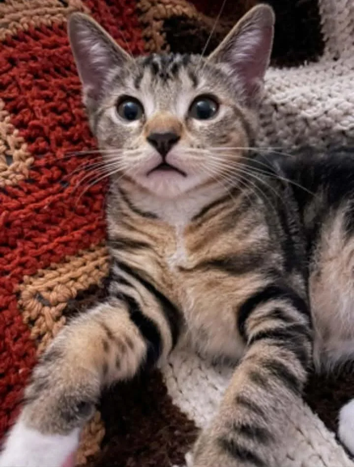 A baby medium-sized female Tabby (Brown / Chocolate) Domestic Short Hair cat named Button for adoption in Springfield, PA