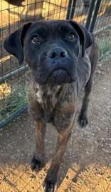 An adult large-sized female Brindle Boxer dog named Lilly for adoption in Munfordville, KY