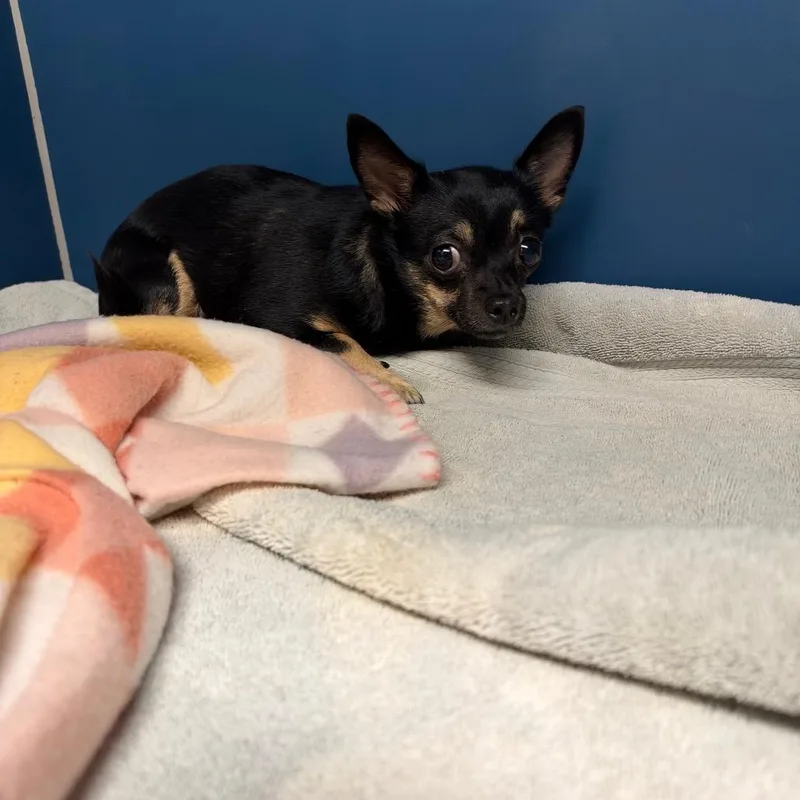 An adult small-sized female Black Chihuahua dog named Lil Girl for adoption in Yuma, AZ
