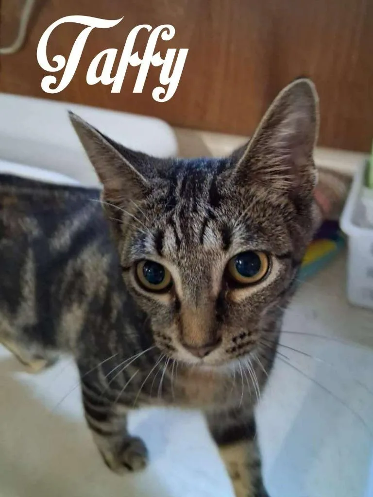 A baby small-sized female Domestic Short Hair cat named Taffy for adoption in Hillsboro, OH