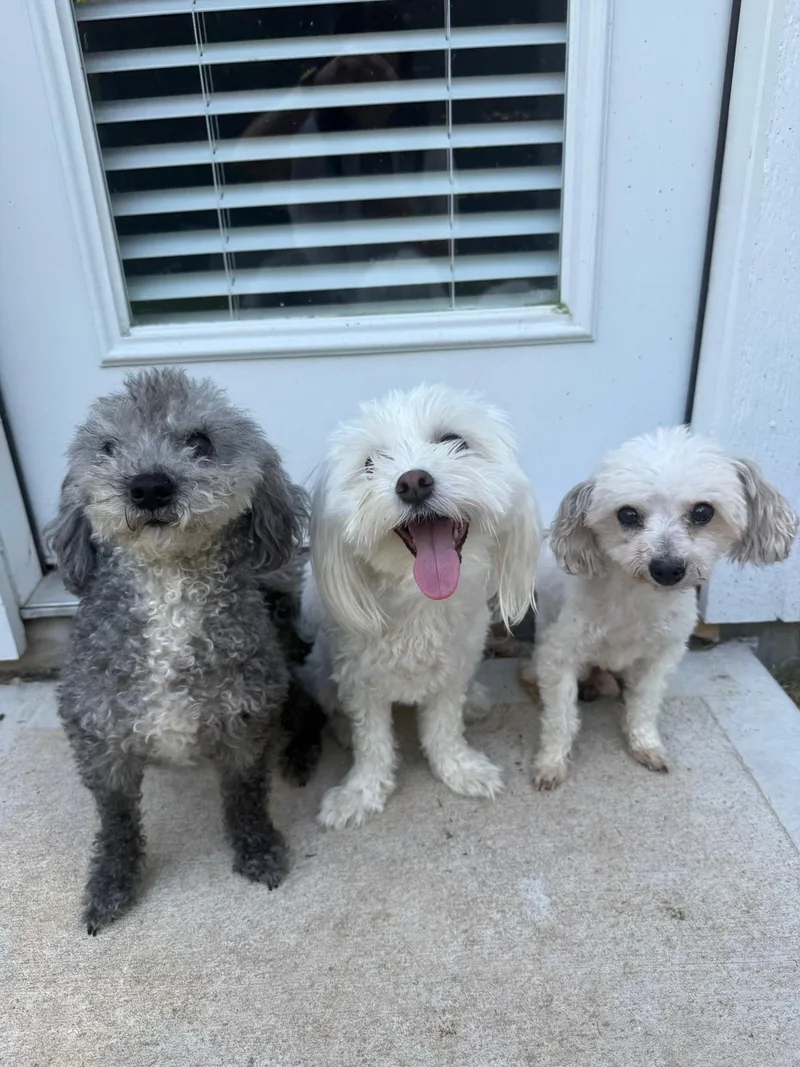 A senior small-sized male Miniature Poodle dog named Milo for adoption in Houston, TX