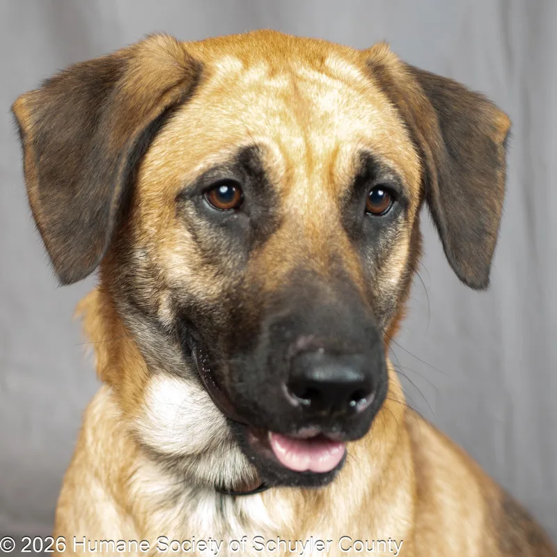 An adult large-sized male Sable Anatolian Shepherd dog named Mac for adoption in Montour Falls, NY