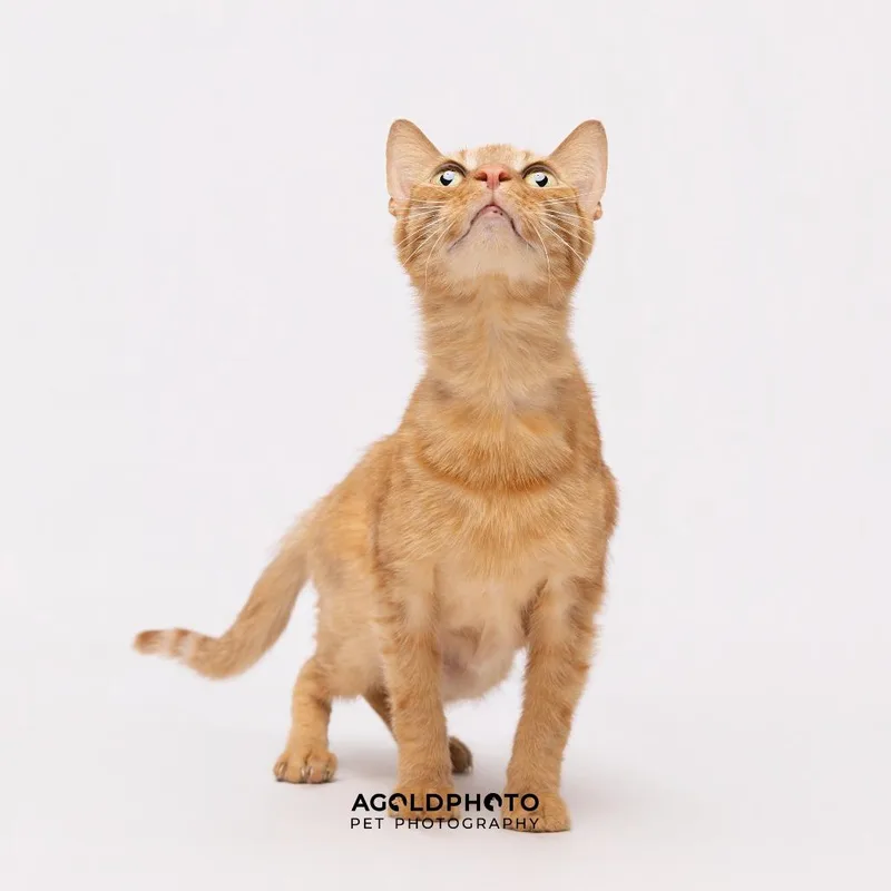 Biscotti thumbnail 3