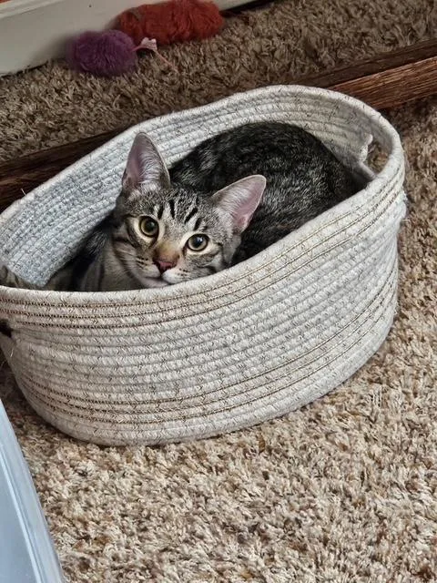 A young medium-sized female Tabby (Brown / Chocolate) Domestic Short Hair cat named Sammy & Nancy for adoption in San Jose, CA