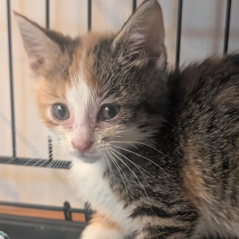 A baby small-sized female Domestic Short Hair cat named Lily for adoption in Portage, MI