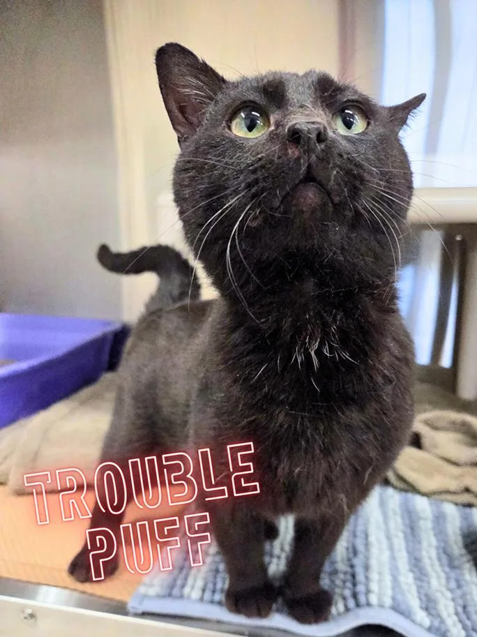 An adult medium-sized male Black Domestic Short Hair cat named Trouble Puff for adoption in Nevada, IA