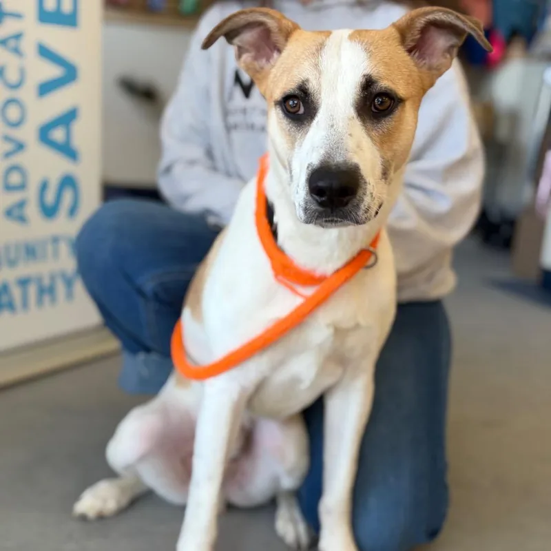 An adult medium-sized male Yellow / Tan / Blond / Fawn Mixed Breed dog named Bixby for adoption in Morrisville, VT