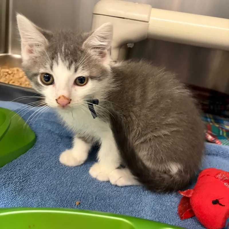A baby small-sized male Gray / Blue / Silver Domestic Short Hair cat named Mordecai for adoption in Mentor, OH