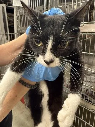 A young medium-sized female Domestic Short Hair cat named Itty Bitty for adoption in Shreveport, LA